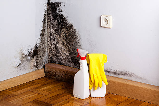 Best Mold Odor Removal Services  in Medford Lakes, NJ